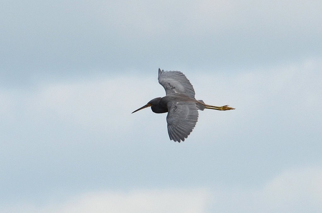 Heron, Tricolored, 2012-12291356 South Padre Island, TX.JPG - Tricolored Heron. Convention Center, South Padre Island, TX, 12-29-2012